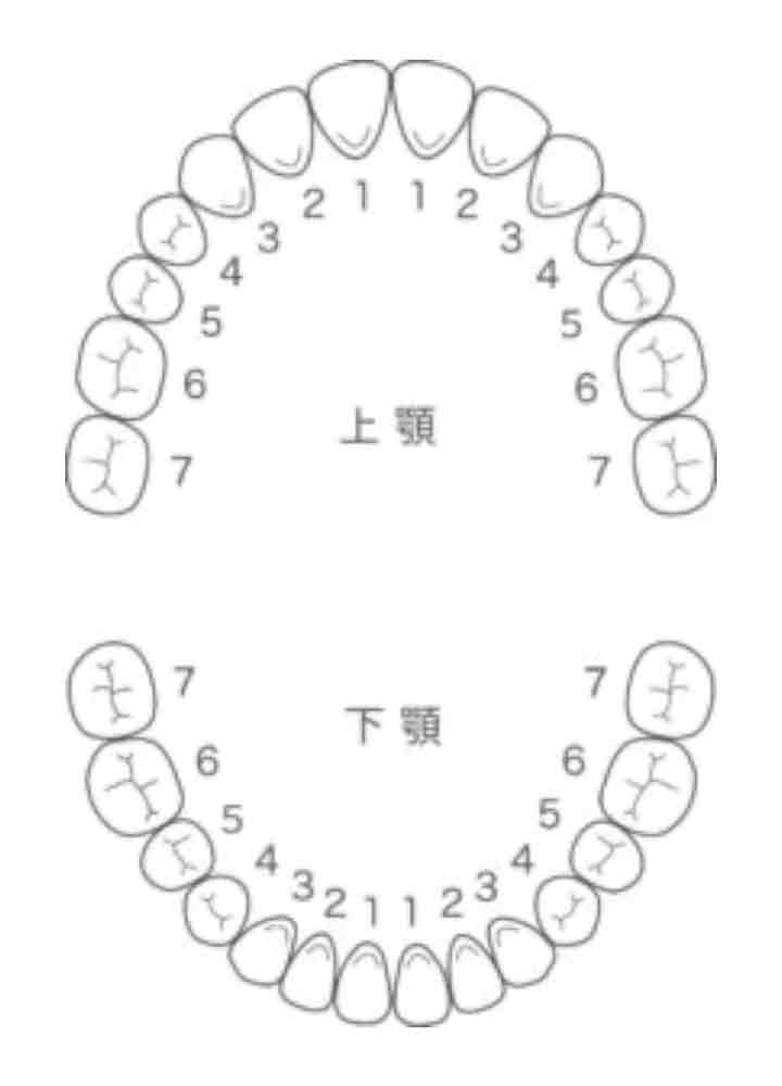 歯の位置（番号